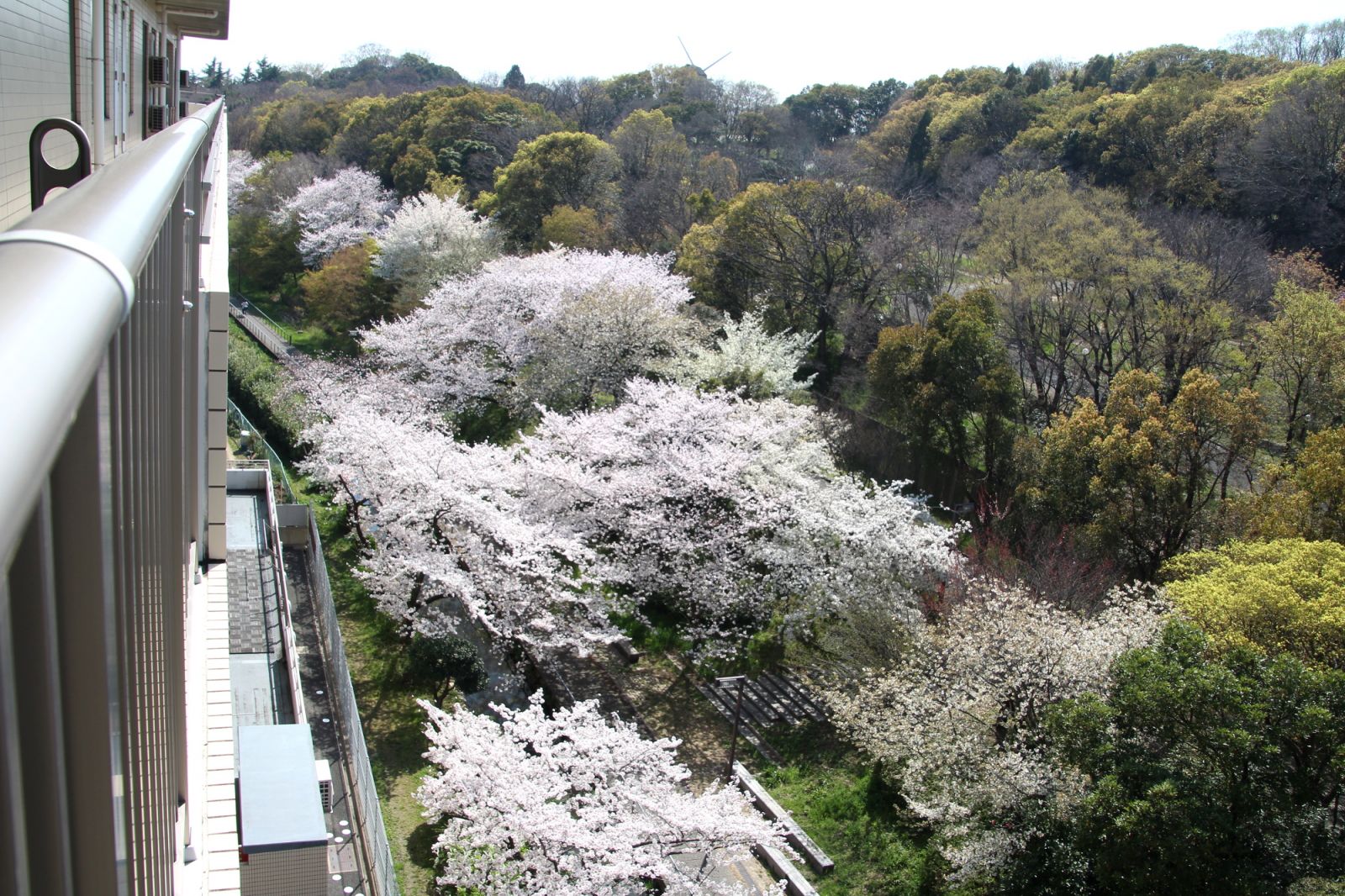 鶴見緑地公園の桜が満開です！！