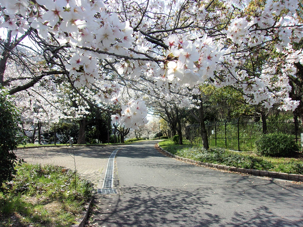 ☆鶴見緑地公園の桜☆