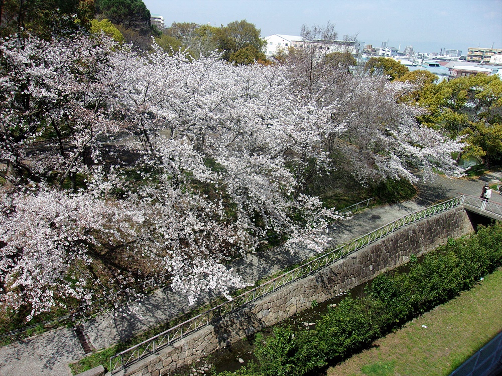 鶴見緑地の桜満開！今が見ごろです