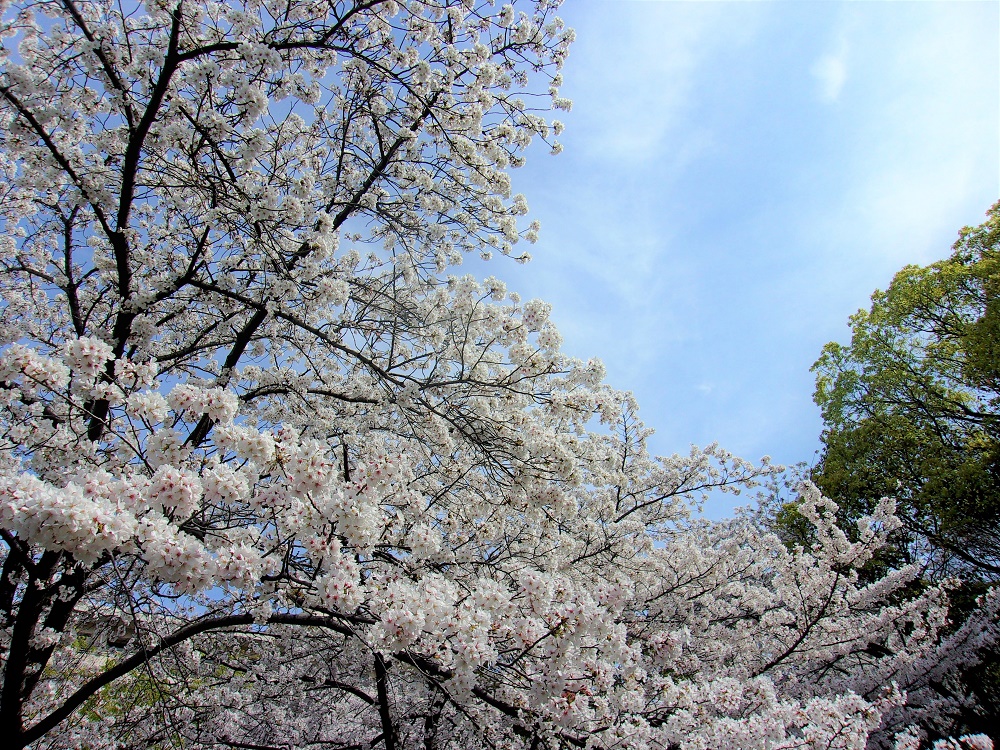 鶴見緑地の桜満開！今が見ごろです