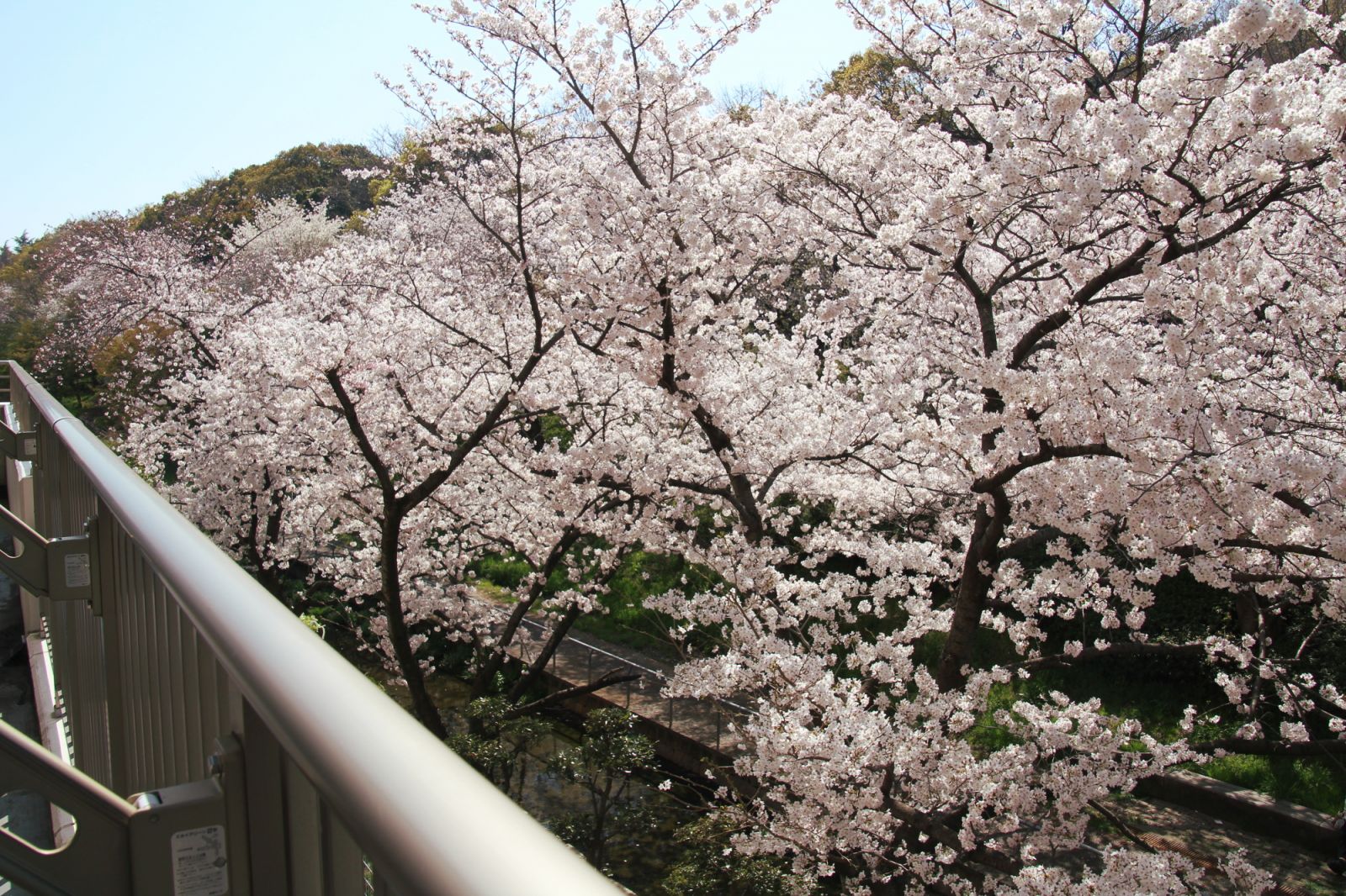 鶴見緑地公園の桜が満開です！！