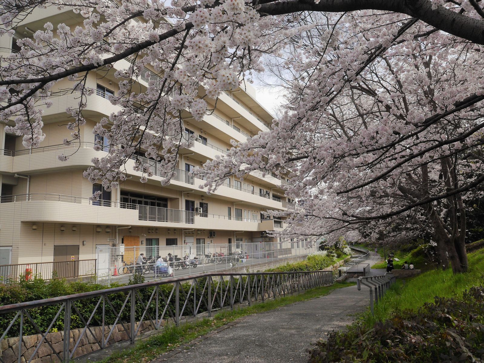 鶴見緑地の桜、見頃です！
