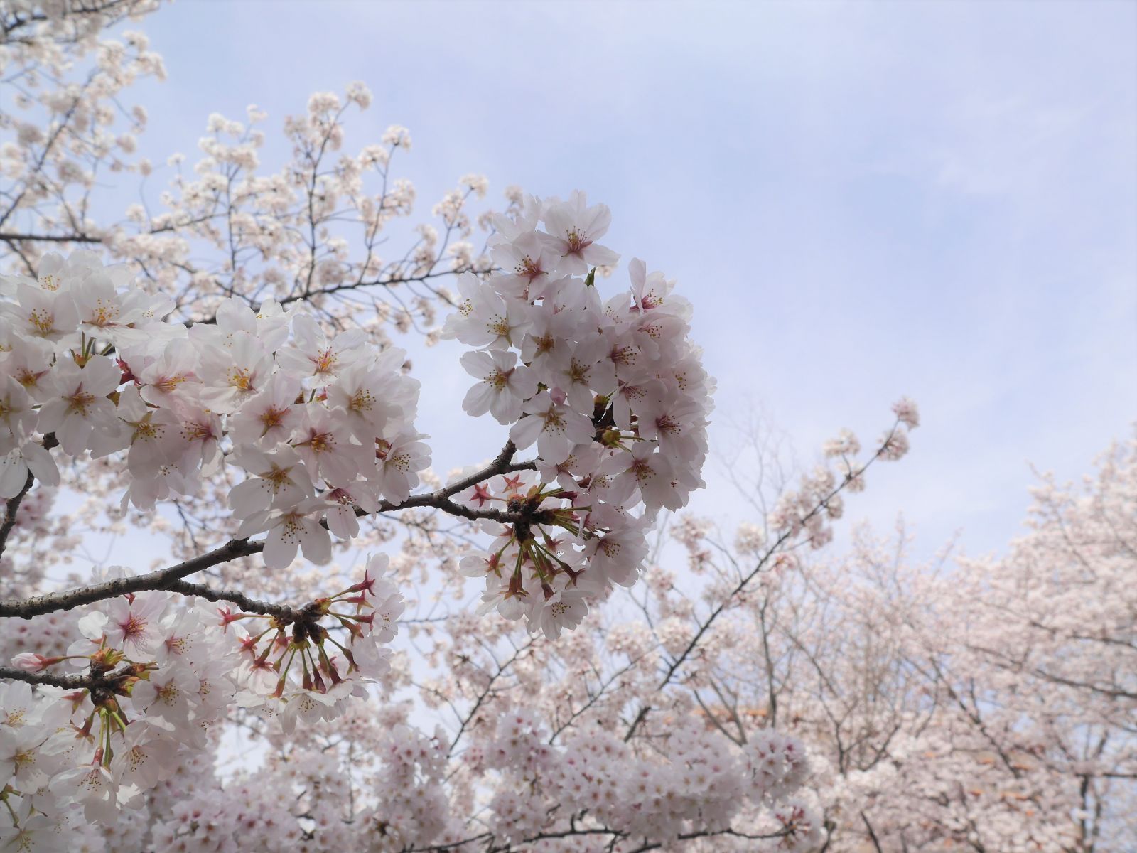 鶴見緑地の桜、見頃です！