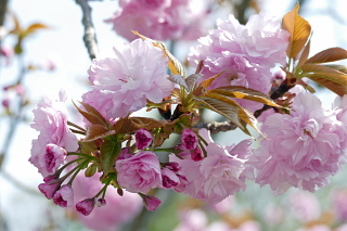 “ホーム敷地内の八重桜が見頃を迎えました”