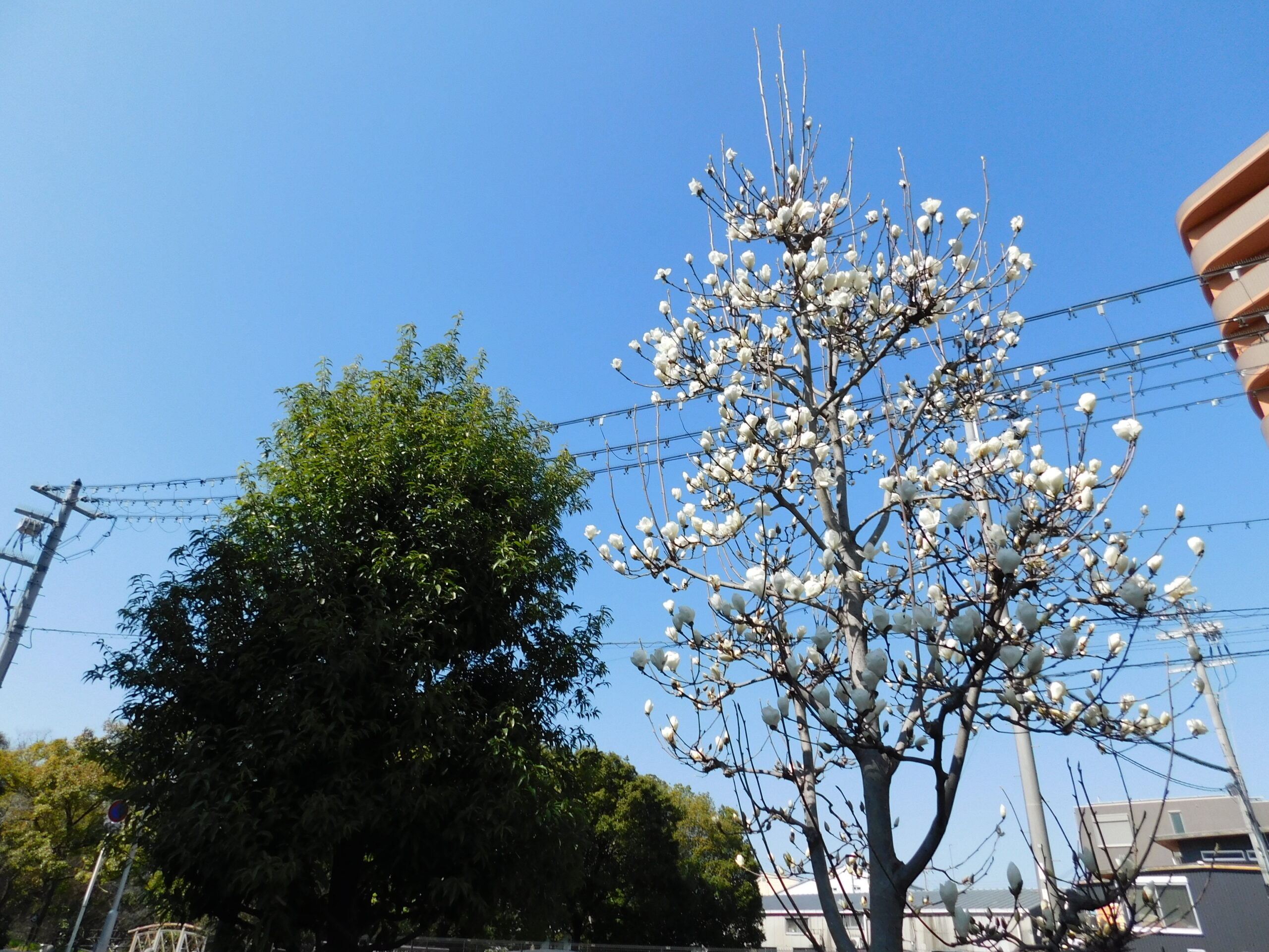 春の訪れ　～ミモザ・ハクモクレンの花が咲きました～