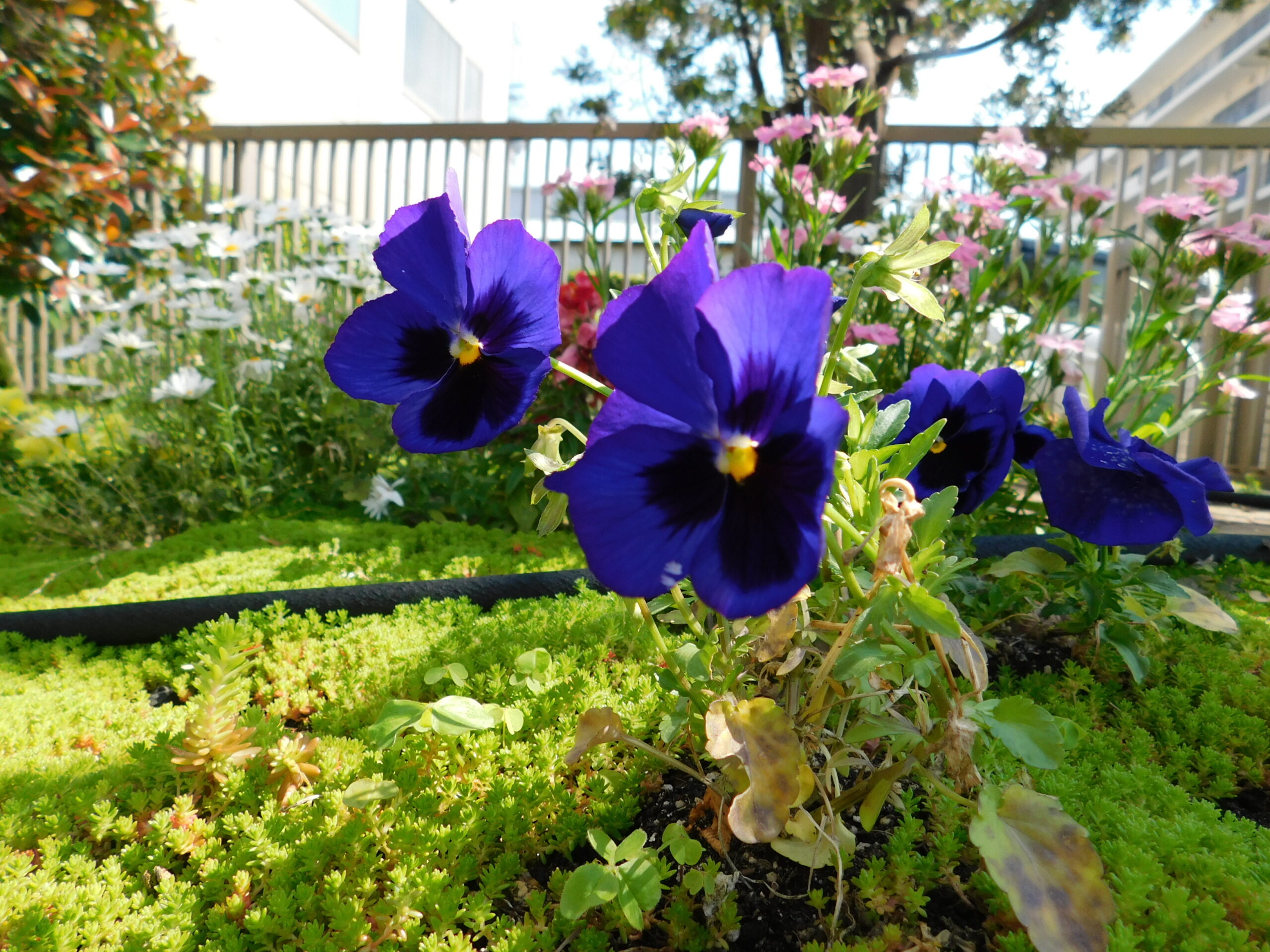 浜特養の春を彩る花たち