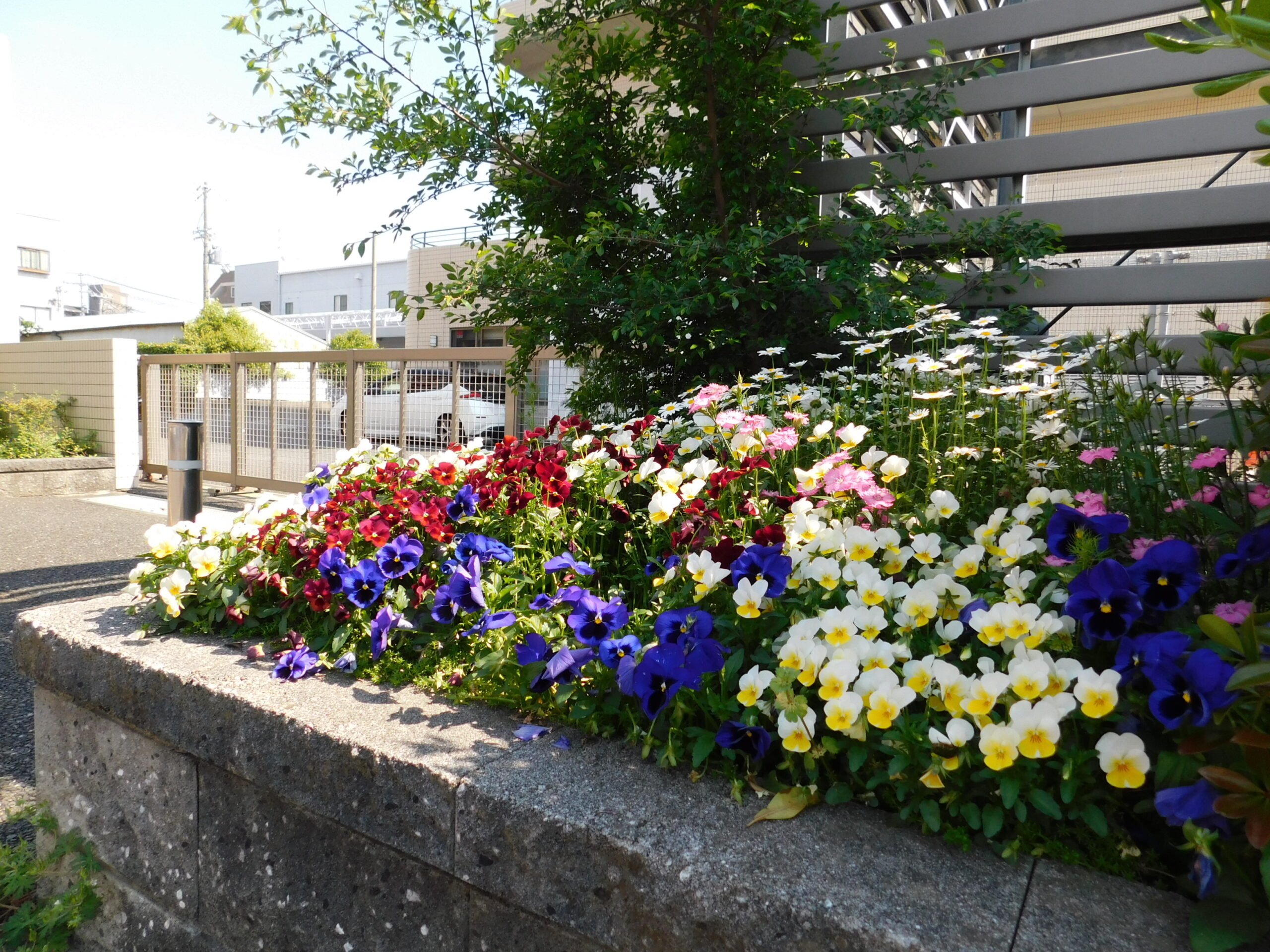 浜特養の春を彩る花たち