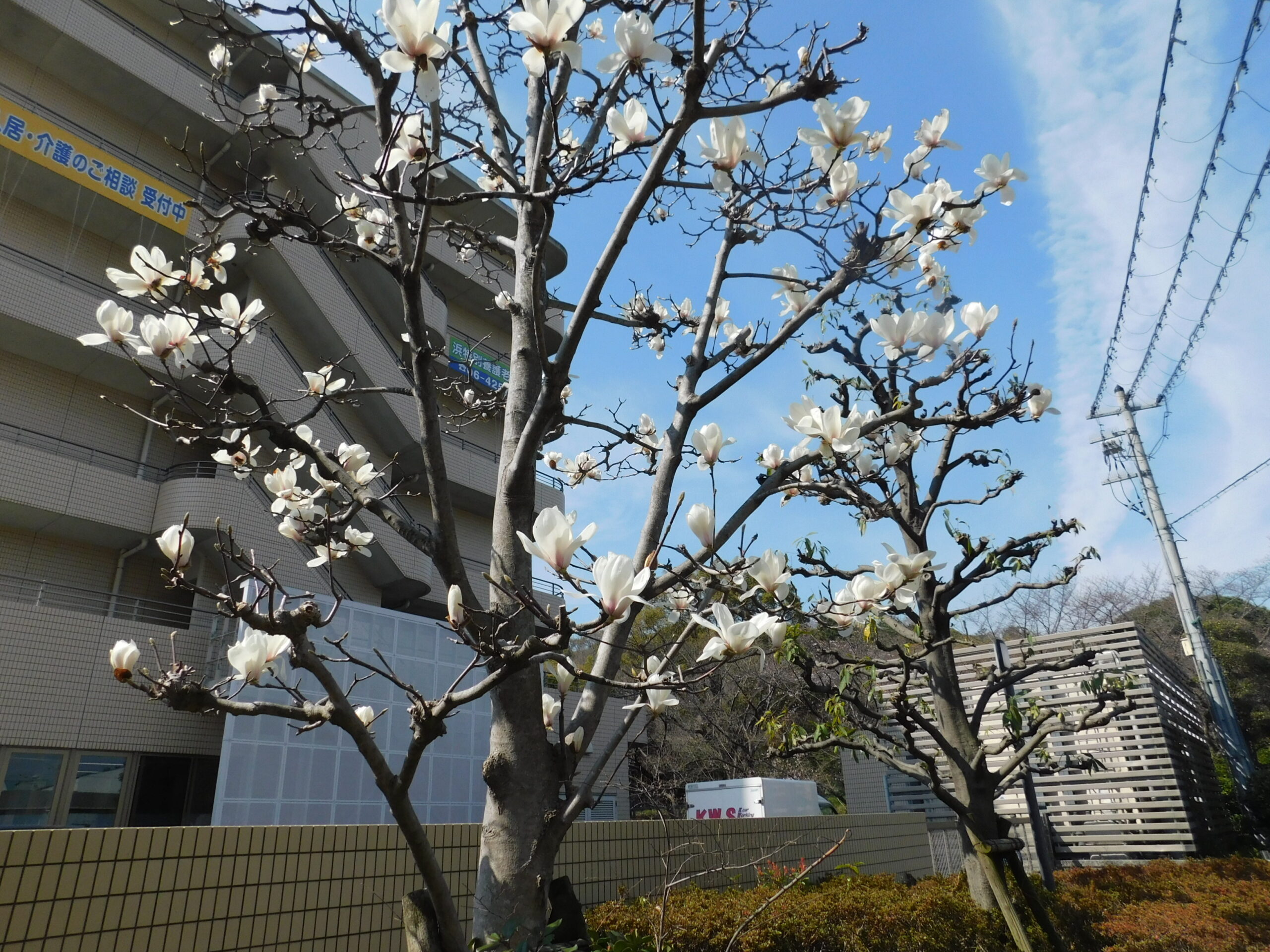 ハクモクレンが見頃です