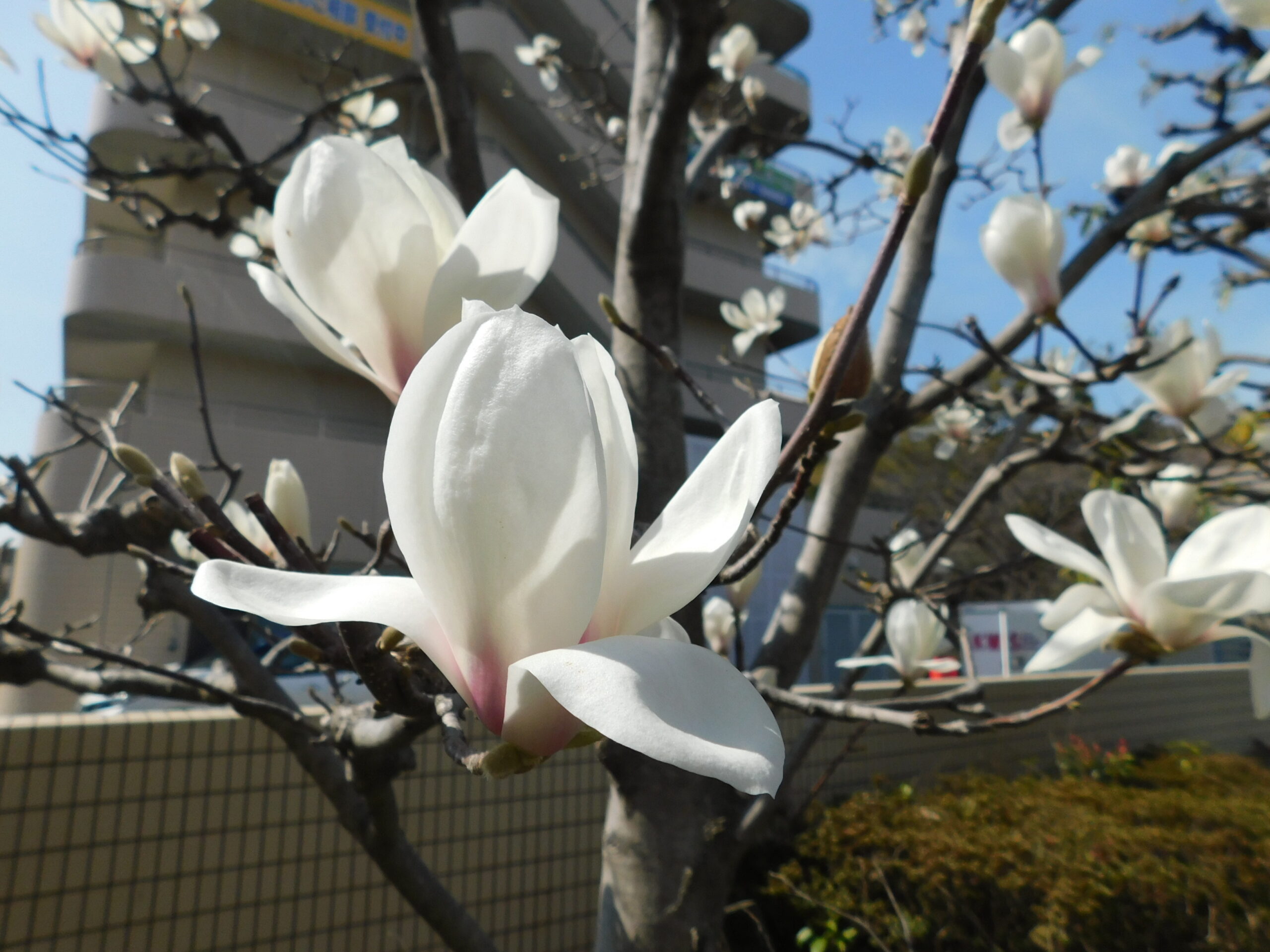 ハクモクレンが見頃です