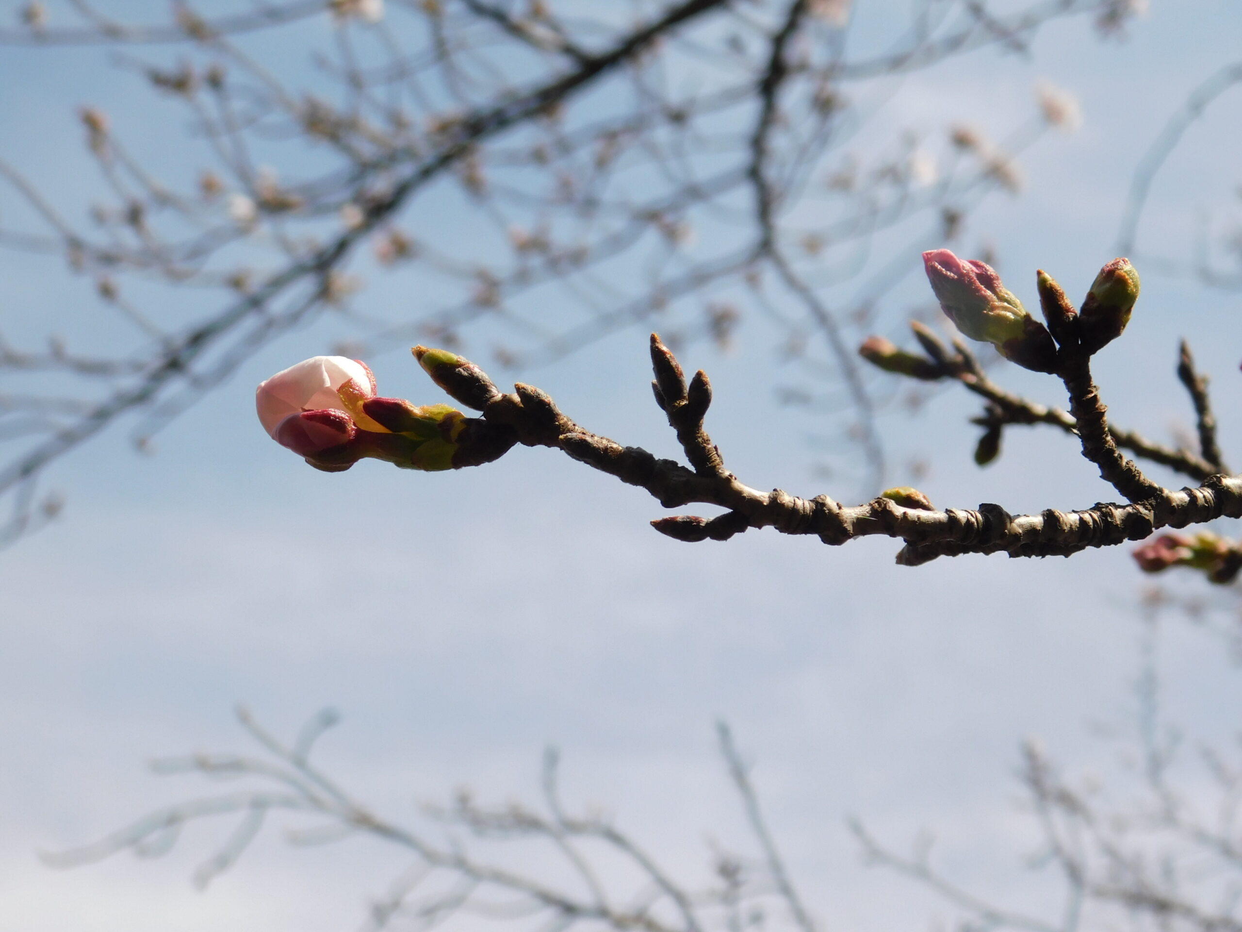 ハクモクレンが見頃です