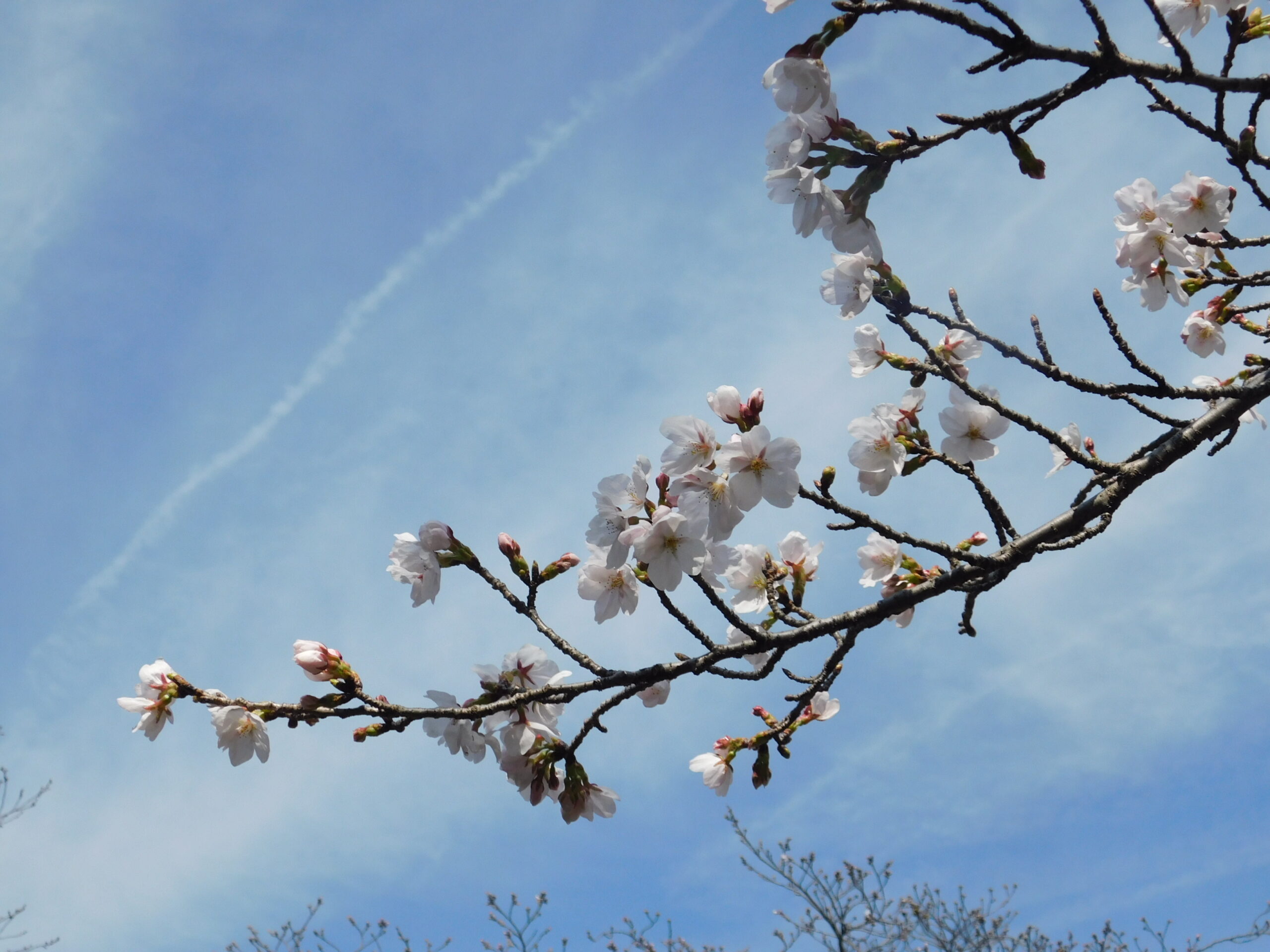 ハクモクレンが見頃です
