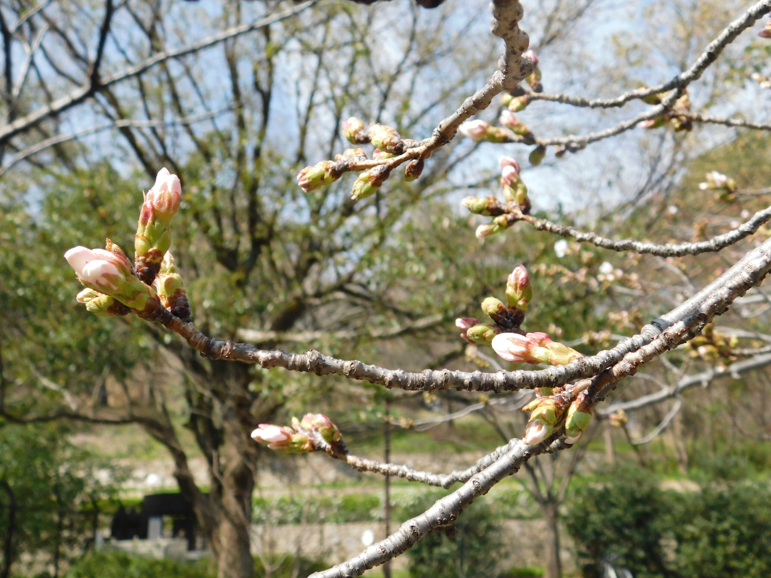 ハクモクレンが見頃です