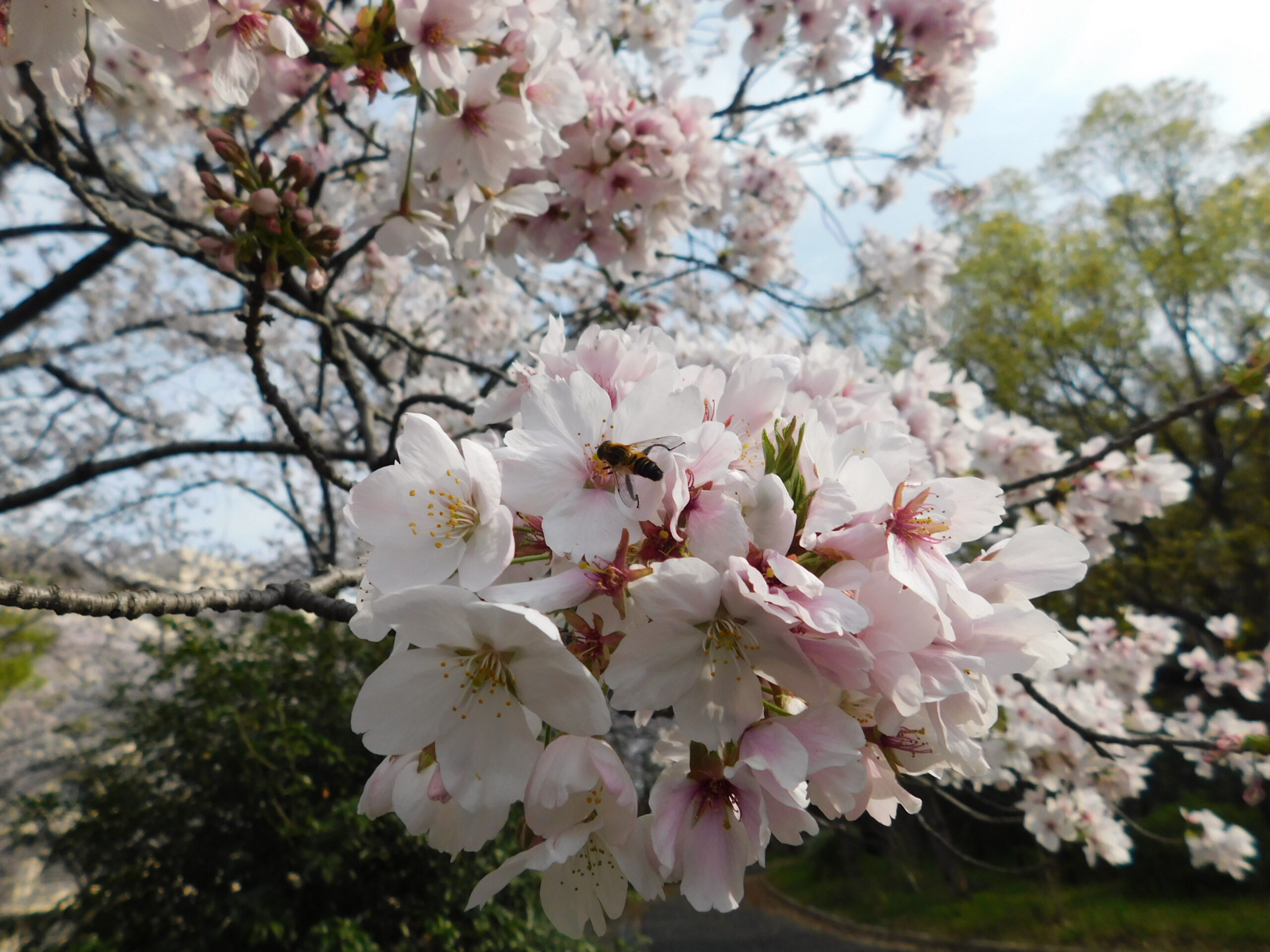 お花見に行きました♪