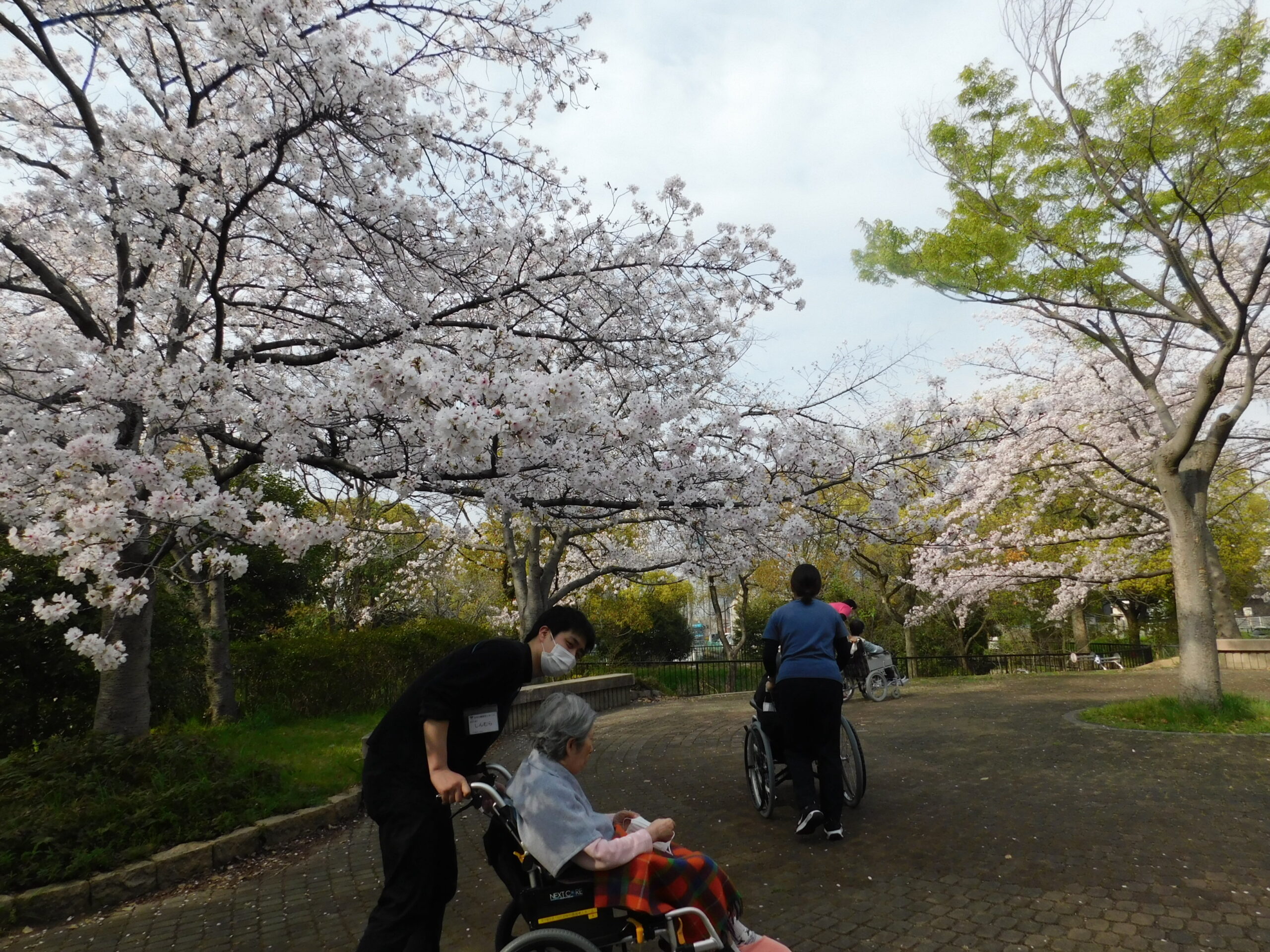 お花見に行きました♪