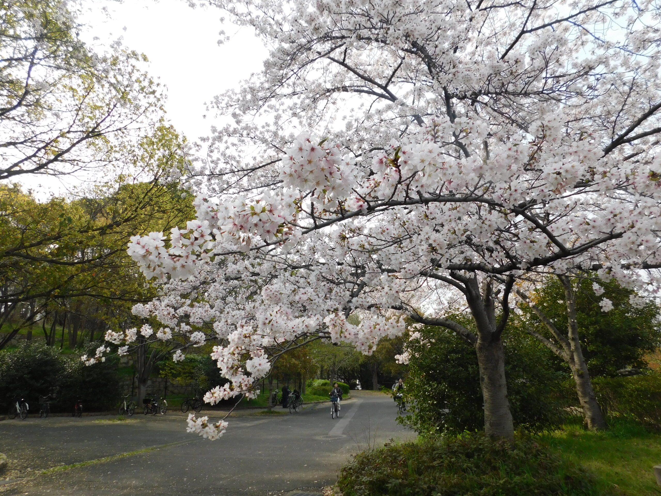 お花見に行きました♪