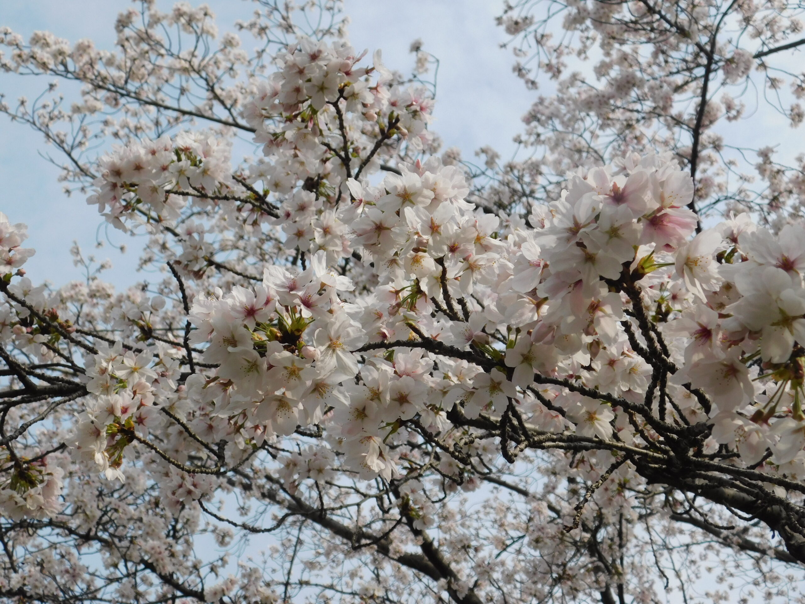 お花見に行きました♪