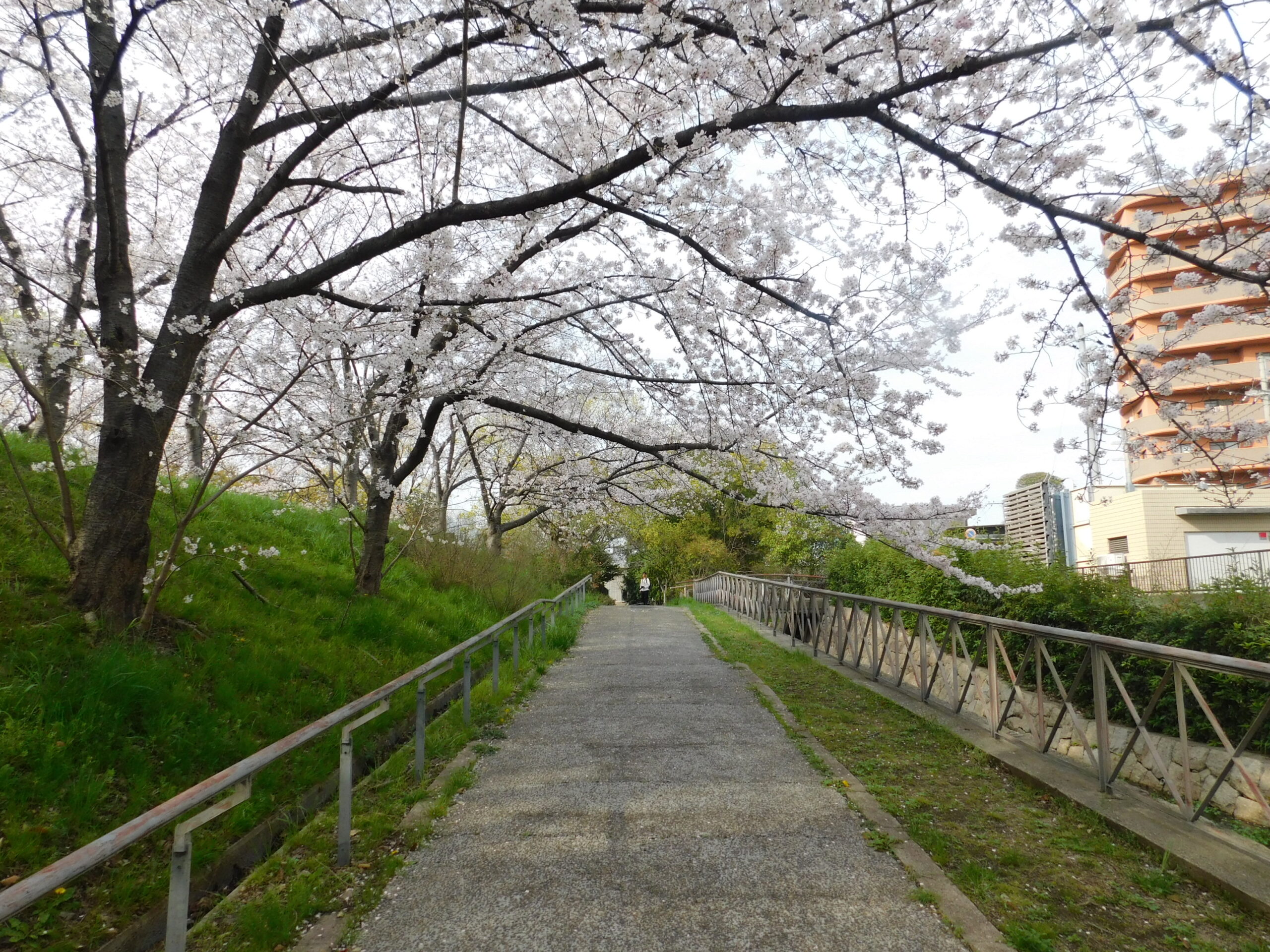 お花見に行きました♪